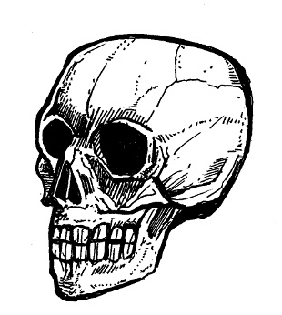 skull drawings,