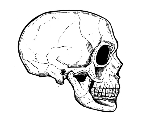 skull drawings, skeleton art